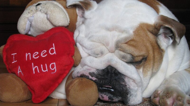 Sleeping Bulldog Puppy — White, Peaceful