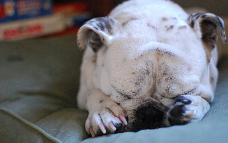 Sleeping Bulldog Puppy — White