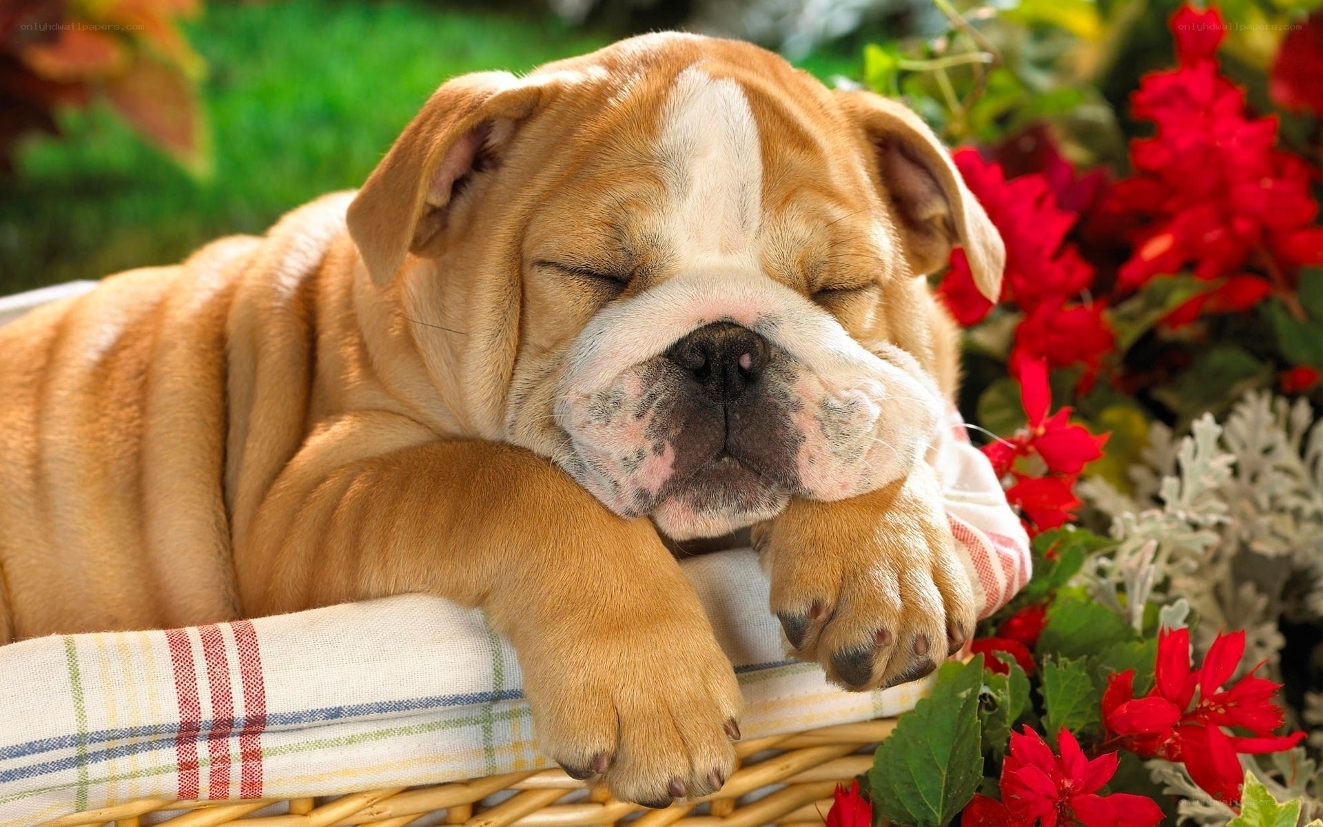 Sleeping bulldog puppy