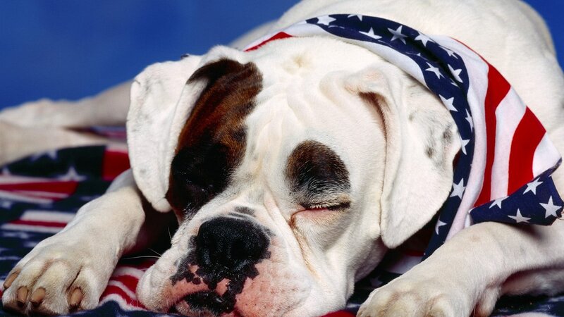Sleeping Bulldog — White, Peaceful, Photograph, Bandana, Flag
