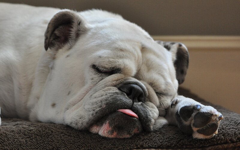 Sleeping Bulldog — White, Peaceful, Photograph, Dog, Paw