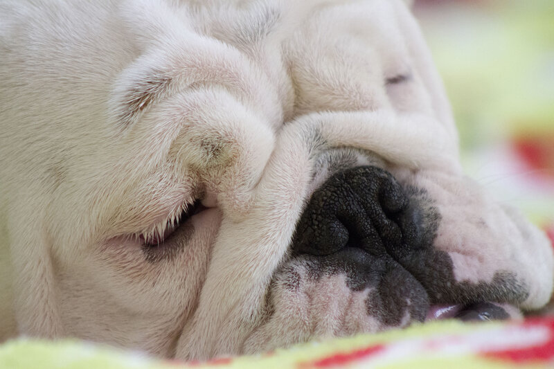 Sleeping Bulldog — White, Peaceful, Photograph