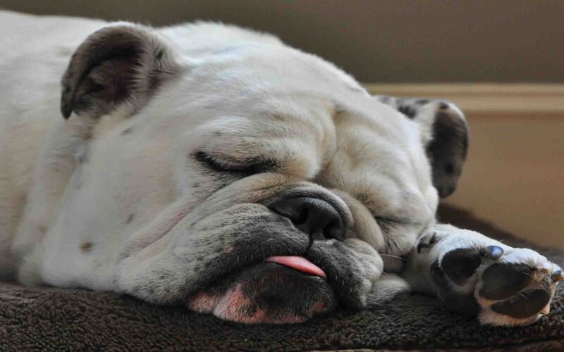 Sleeping Bulldog — White, Peaceful