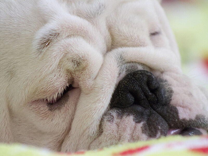 Sleeping Bulldog — White