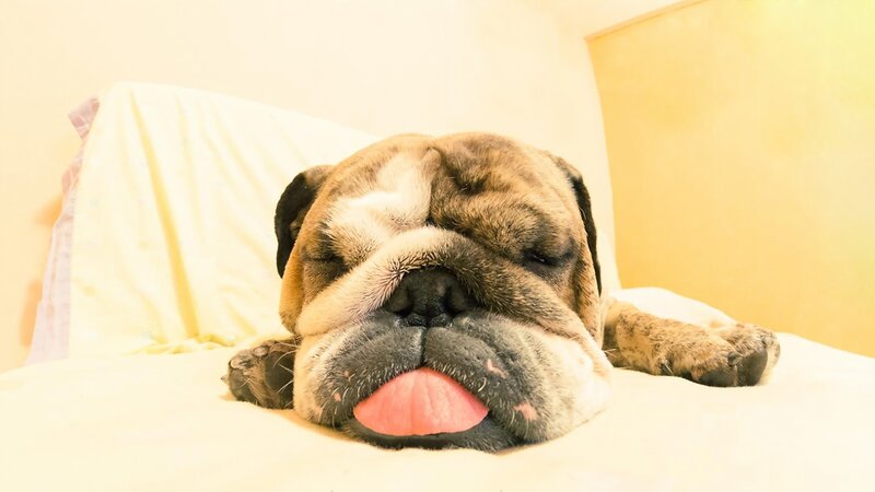 Sleeping Bulldog — Yellow