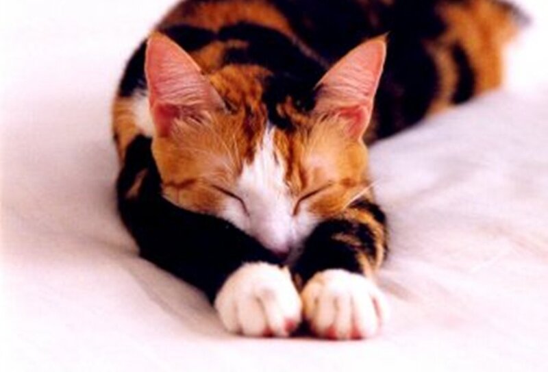 Sleeping calico cat
