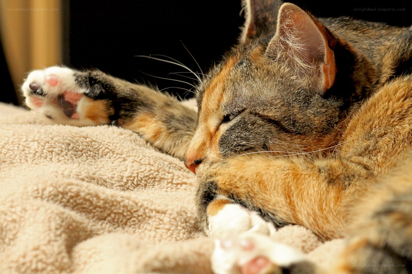 Sleeping calico cat on blanket