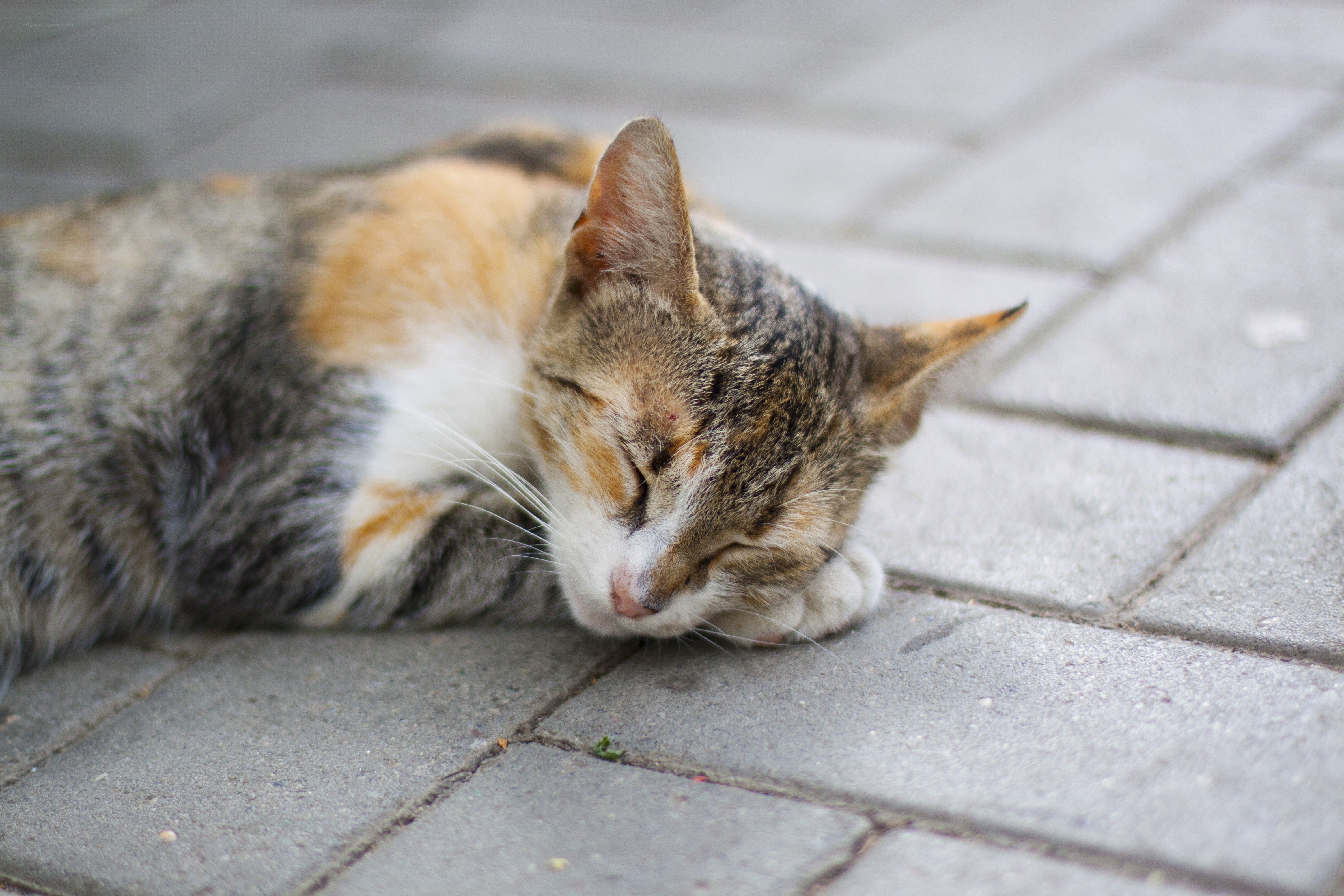 Sleeping calico cat on pavement