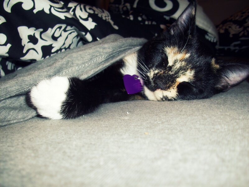 sleeping calico cat