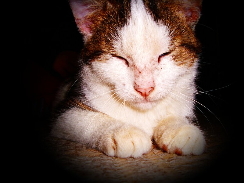 Sleeping Calico Cat — White