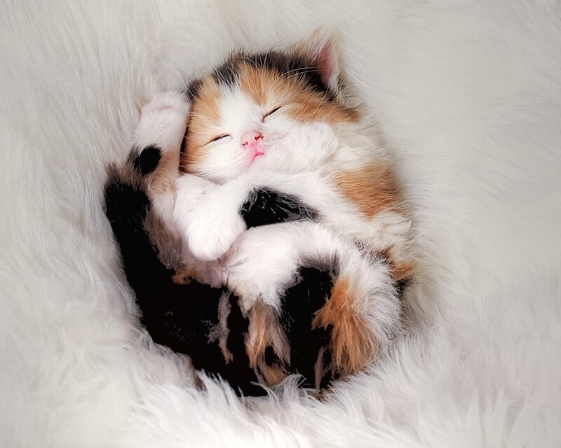 Sleeping calico kitten