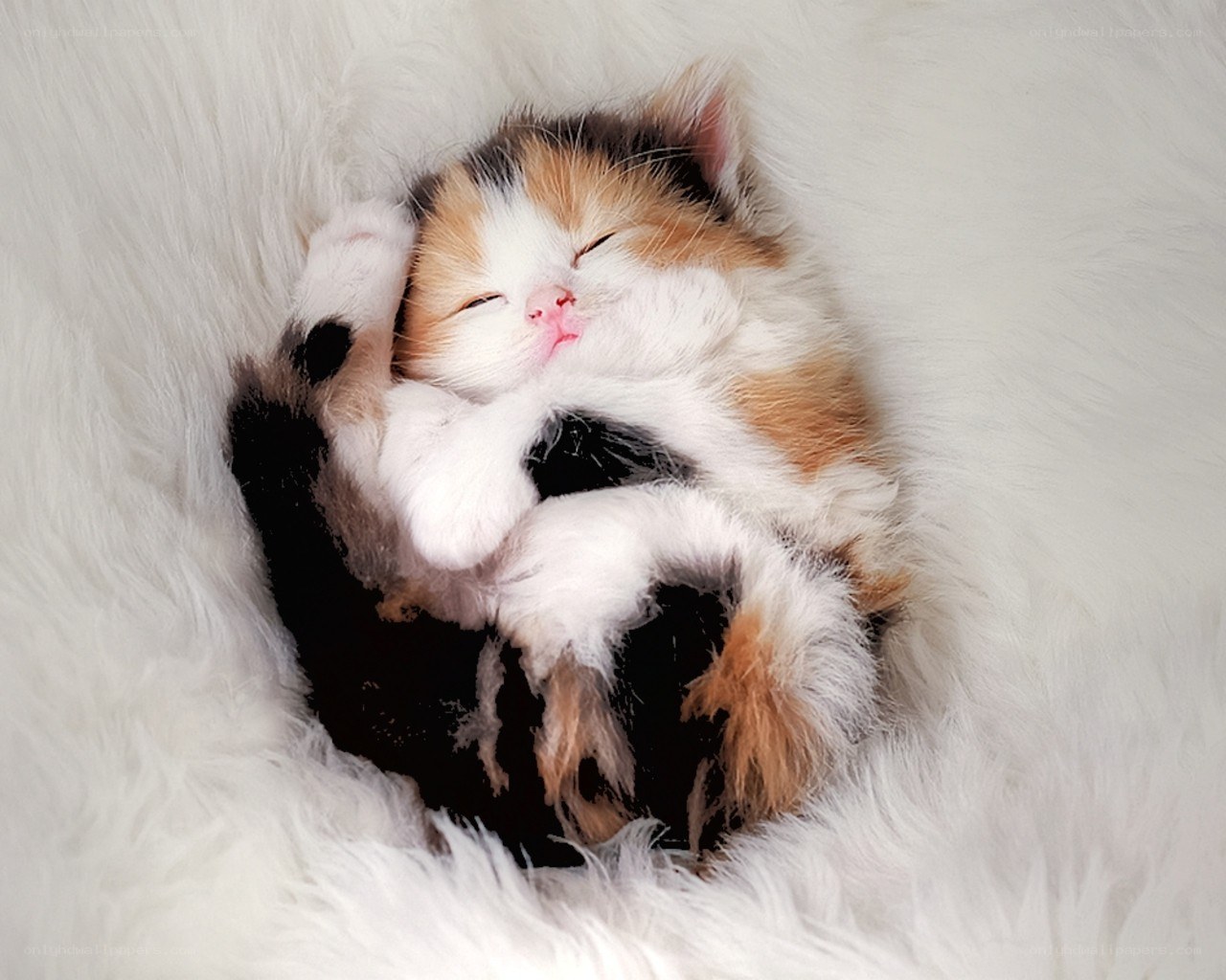 Sleeping calico kitten