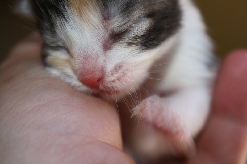 sleeping calico kitten