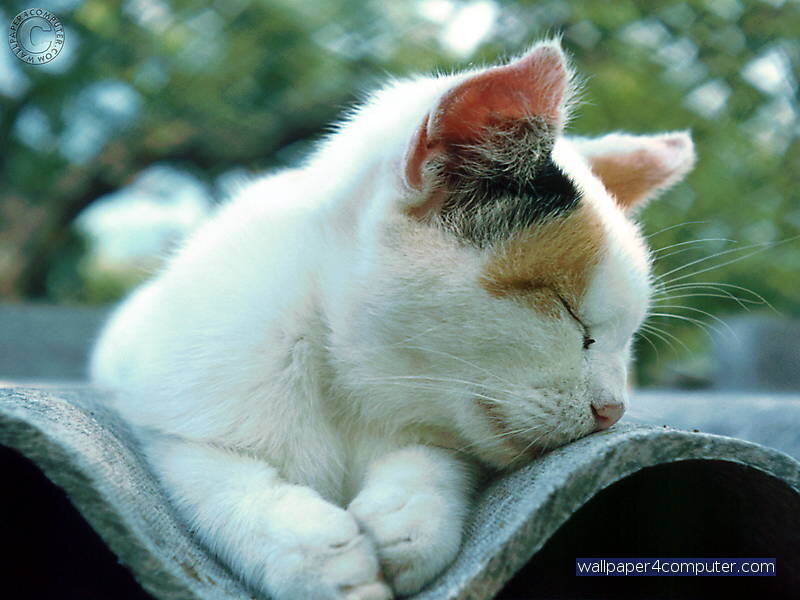 sleeping calico kitten