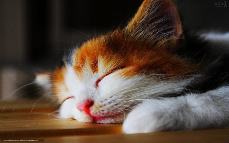 Sleeping calico kitten