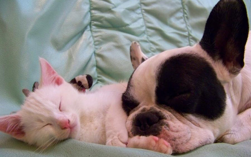 Sleeping cat and dog together