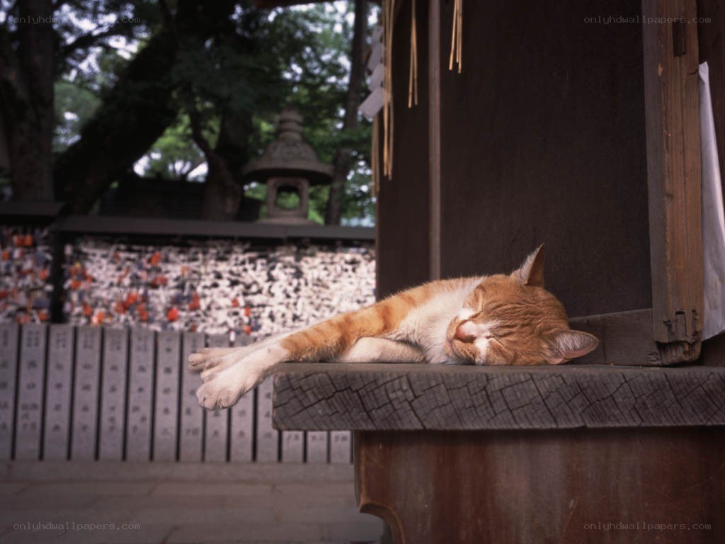 Sleeping cat at a shrine