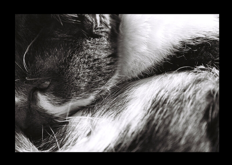Sleeping Cat — Black, Calm
