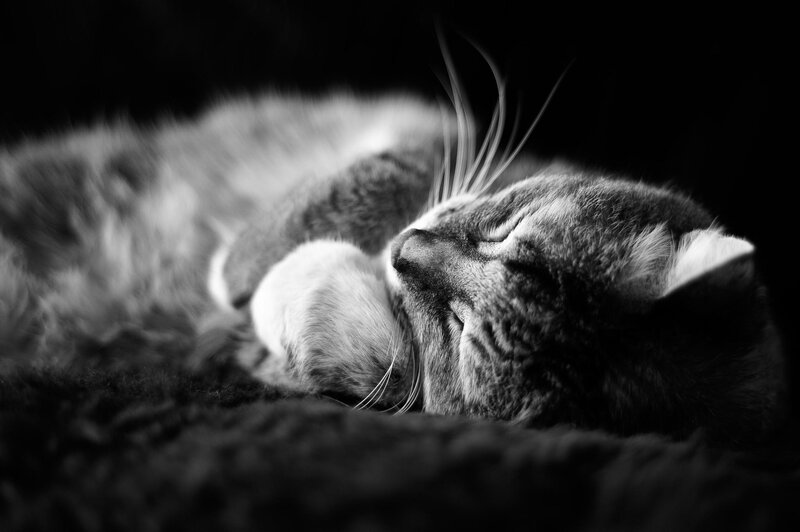 Sleeping Cat — Black, Serene