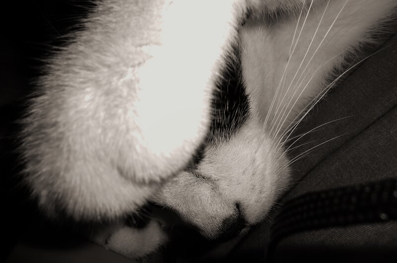 Sleeping Cat — Black