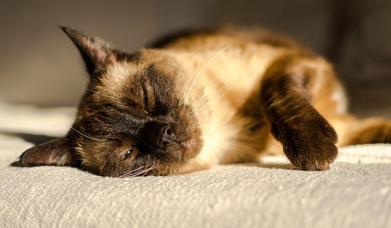 Sleeping Cat — Brown
