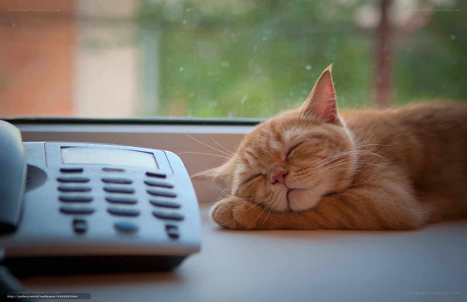 Sleeping cat by phone
