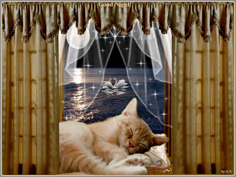 Sleeping Cat by Window