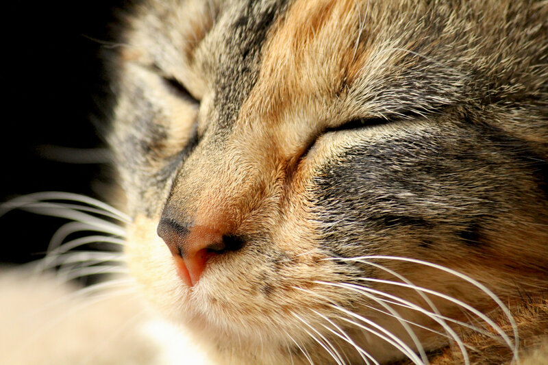 sleeping cat close-up