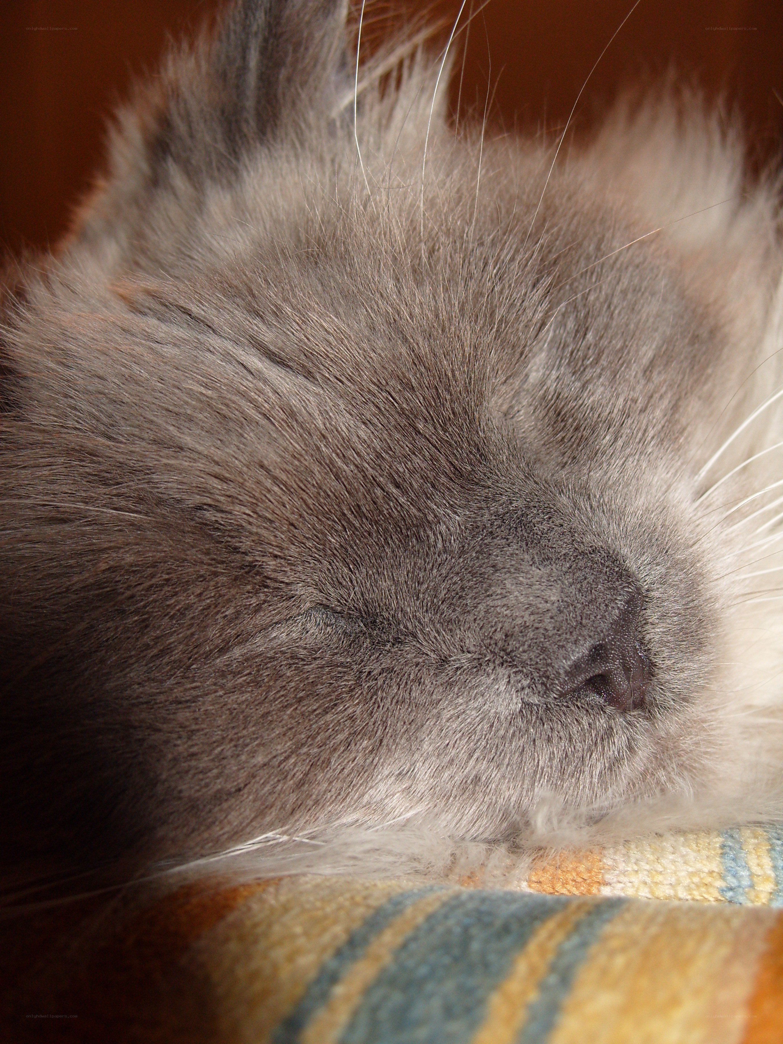 sleeping cat close-up