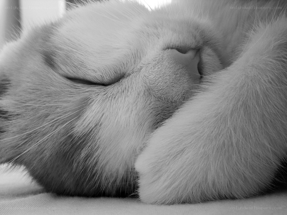 sleeping cat close-up
