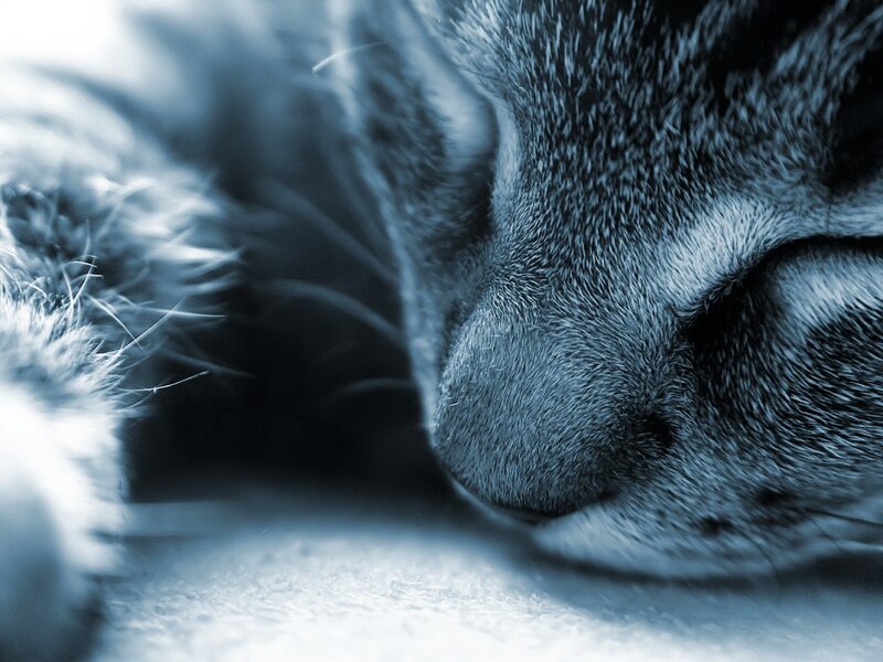 sleeping cat close-up