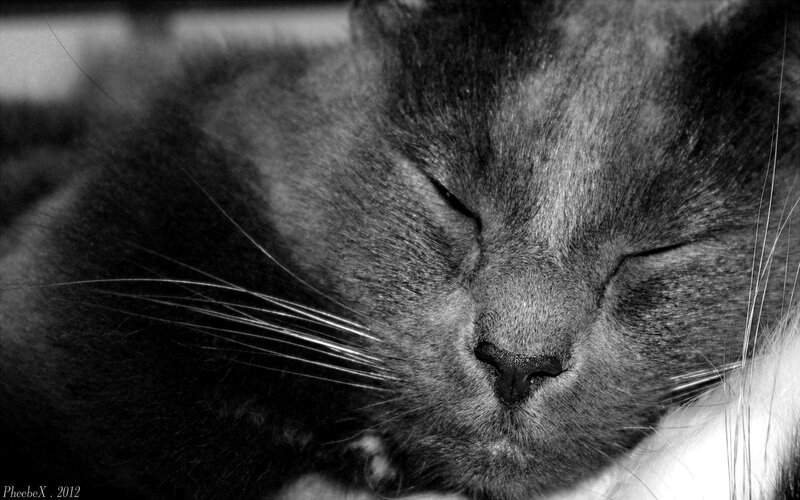 sleeping cat close-up