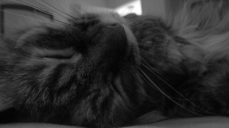 sleeping cat close-up