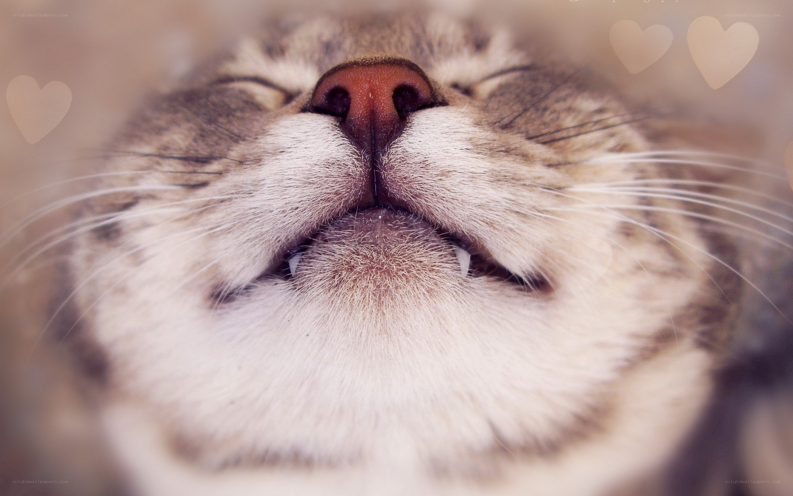 sleeping cat close-up