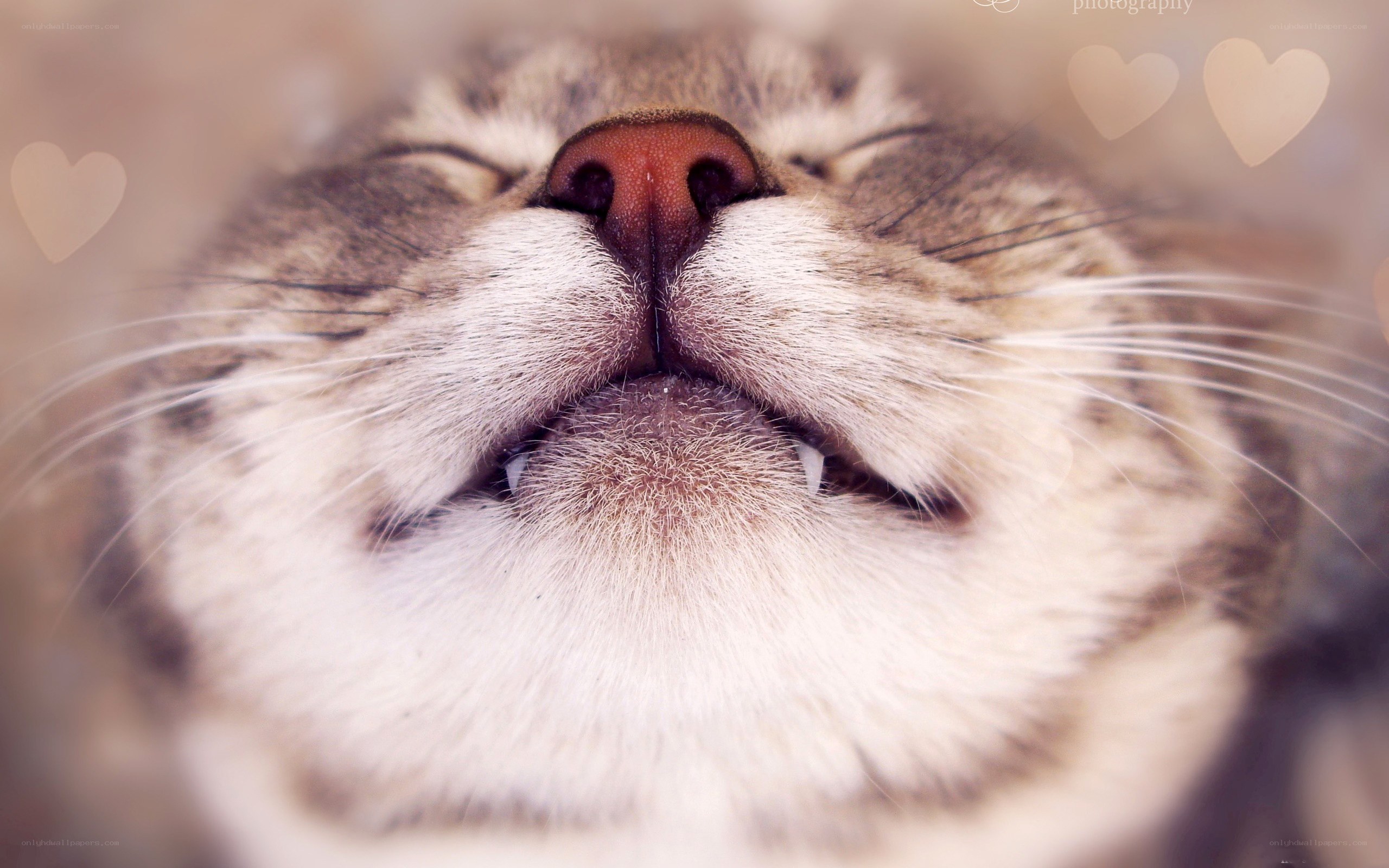sleeping cat close-up