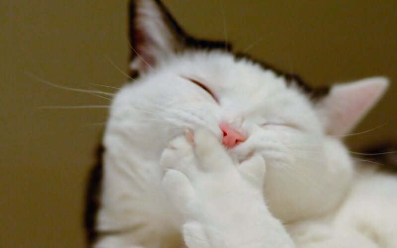 sleeping cat covering face