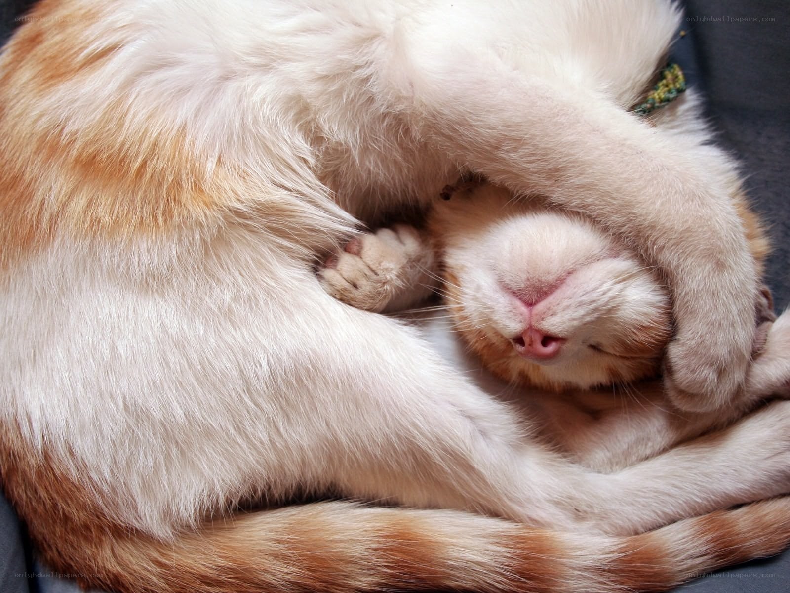 Sleeping cat covering face