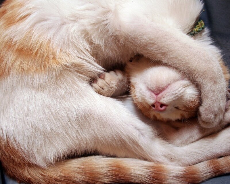 Sleeping cat curled up