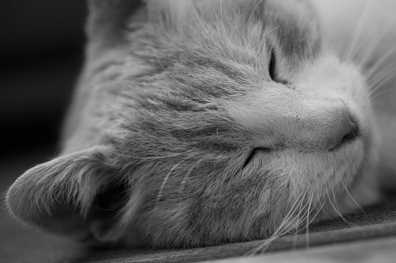 Sleeping Cat Face — Black