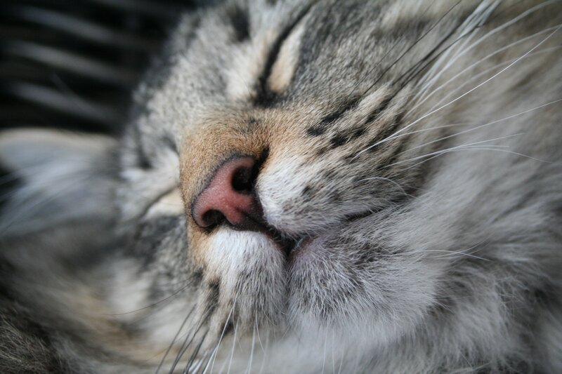 sleeping cat face close-up