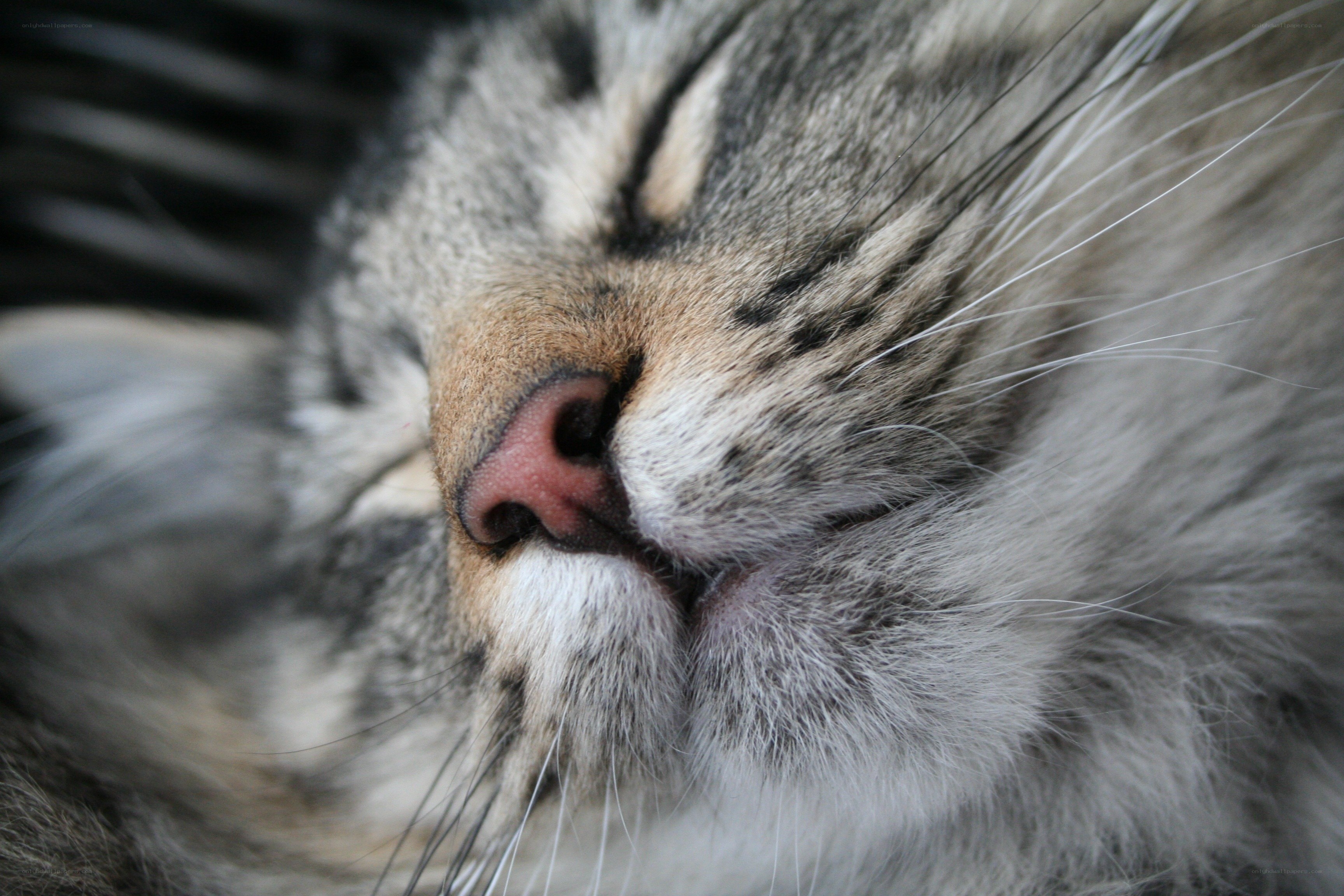 sleeping cat face close-up