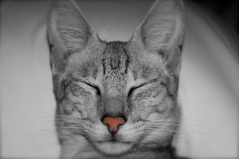 Sleeping Cat Face — Gray