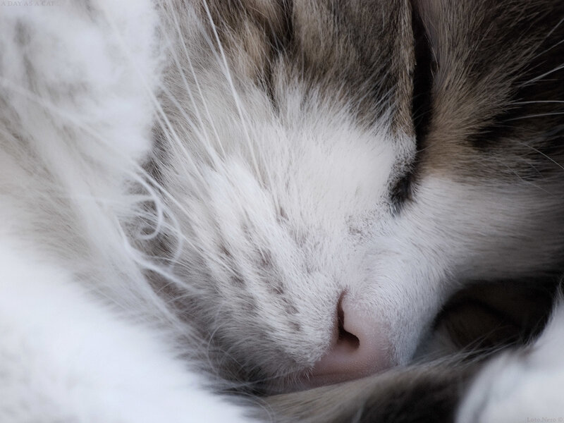 Sleeping Cat Face — White