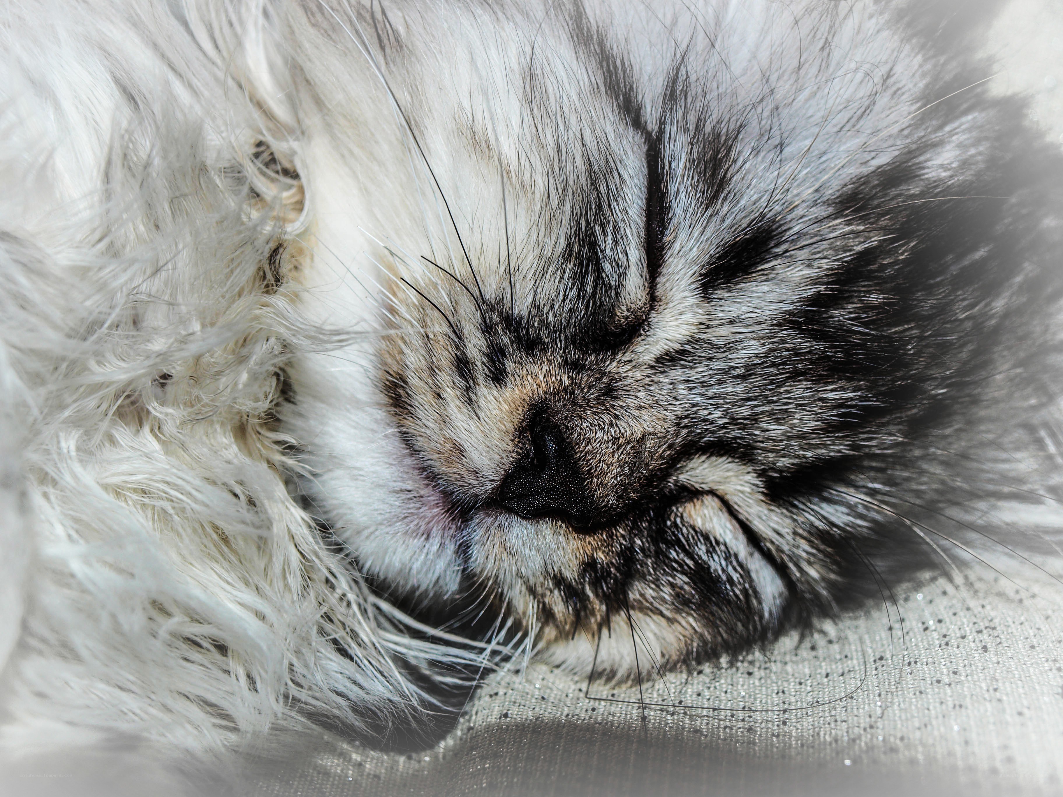 sleeping cat face