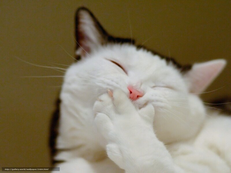 sleeping cat grooming itself