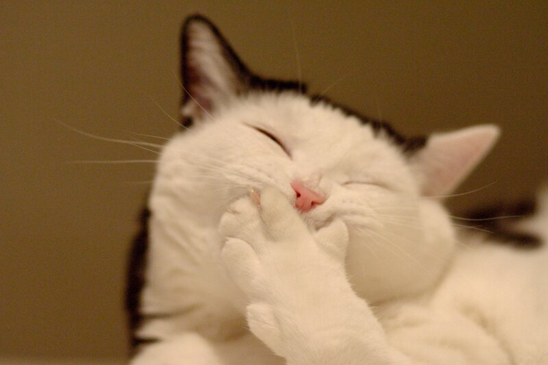 sleeping cat grooming