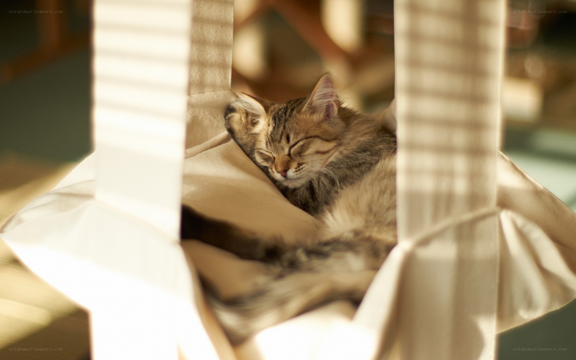 Sleeping cat in a bag