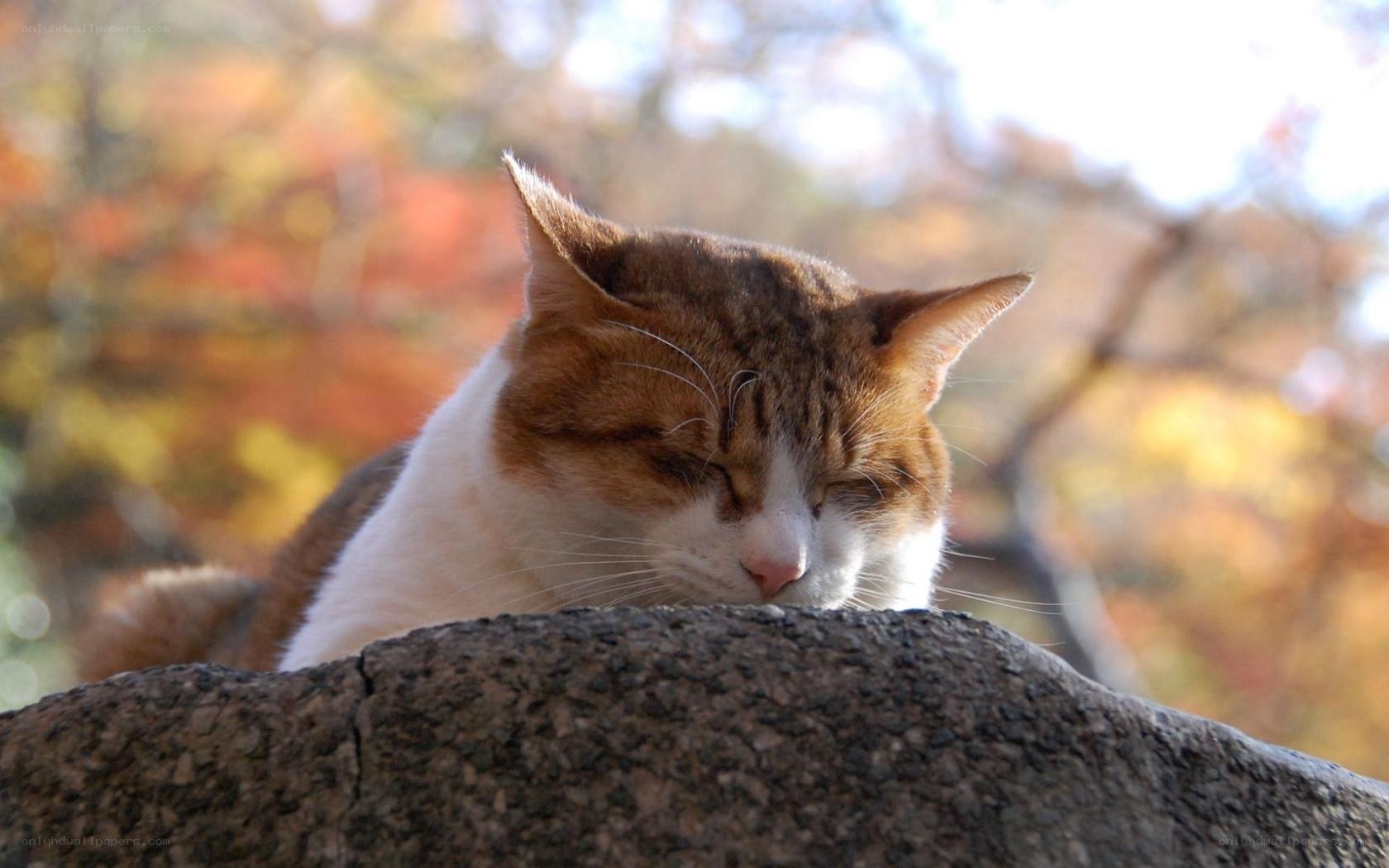 Sleeping cat in autumn