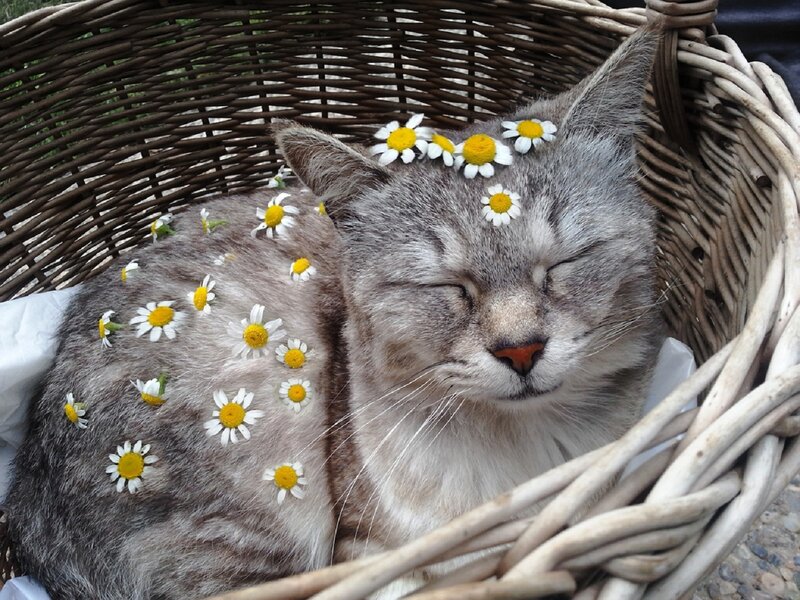 Sleeping Cat in Basket — Gray