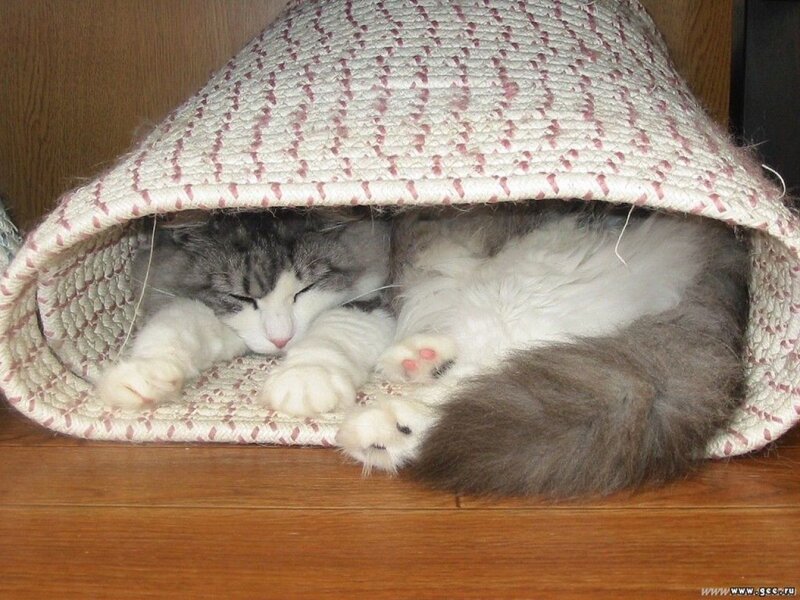Sleeping Cat in Basket